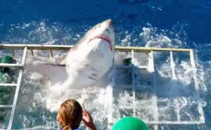 Horor: Ajkula upala u kavez s roniocem 