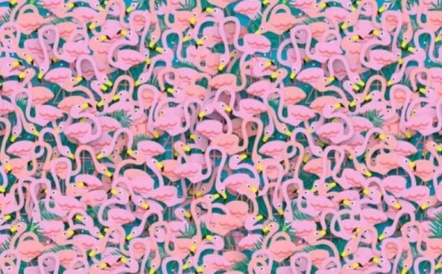 Dugo ih nije bilo...Možete li da pronađete balerinu među flamingosima?