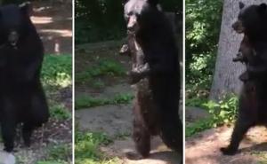 Lovci ubili slavnog medvjeda koji je hodao kao čovjek