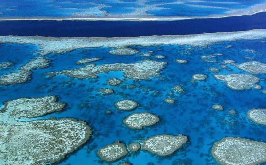 Najveći koraljni greben na svijetu je mrtav