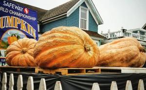 Džinovska bundeva teška je 866 kilograma