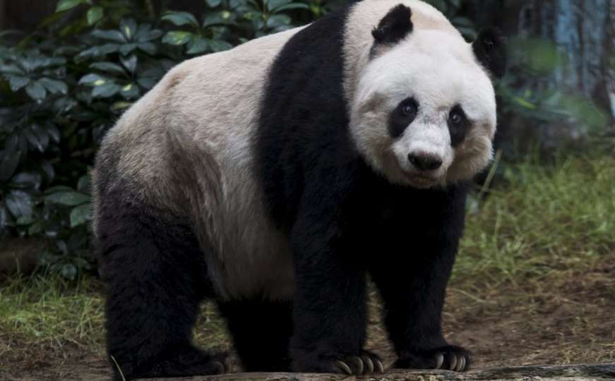 Uginula najstarija panda na svijetu