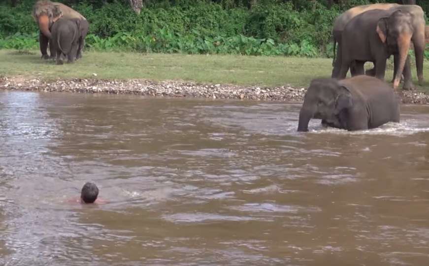 Slonica ušla u rijeku kako bi spasila život čovjeku koji se 'utapao'