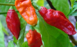 Pojeo najljuću papriku na svijetu i progorio rupu u jednjaku