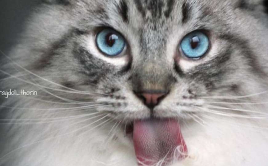 Upoznajte Thorina: Ljupki mačak s neobično dugim jezikom