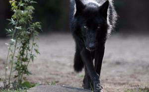 Vukovi kod Tomislavgrada pojeli dva psa