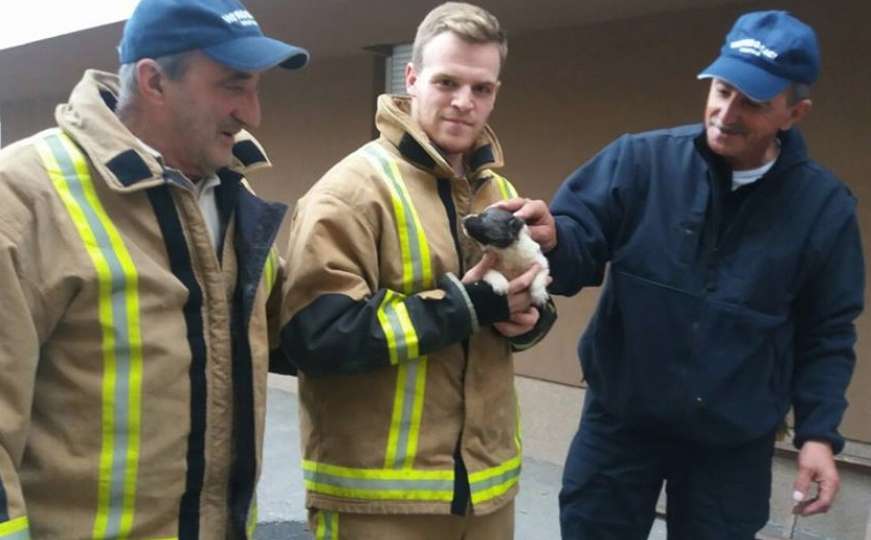 Heroji dana: Sarajevski vatrogasci spasili kučića od sigurne smrti