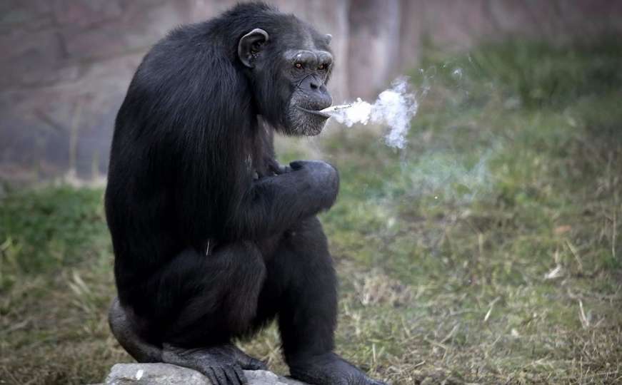 Ova čimpanza dnevno ispuši kutiju cigareta