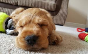 O čemu sanjaju psi dok spavaju?