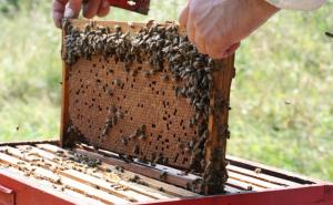 Prilika za osnovce: 'Mala škola pčelarstva'