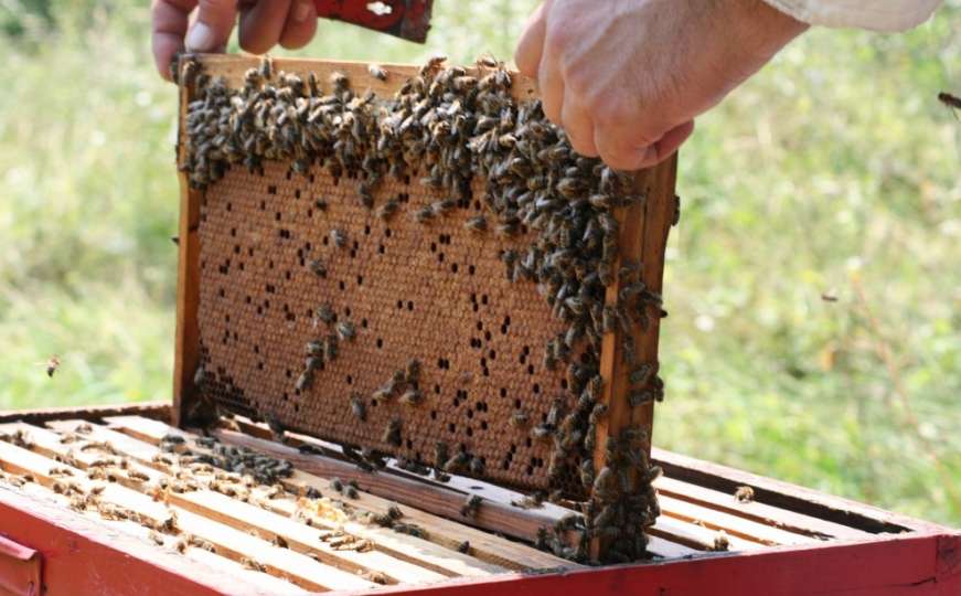 Prilika za osnovce: 'Mala škola pčelarstva'