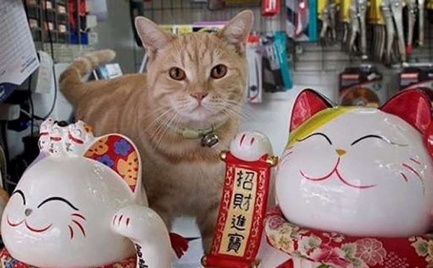 Tajni životi mačaka u Hong Kongu