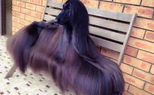 Upoznajte najslađeg psa na svijetu