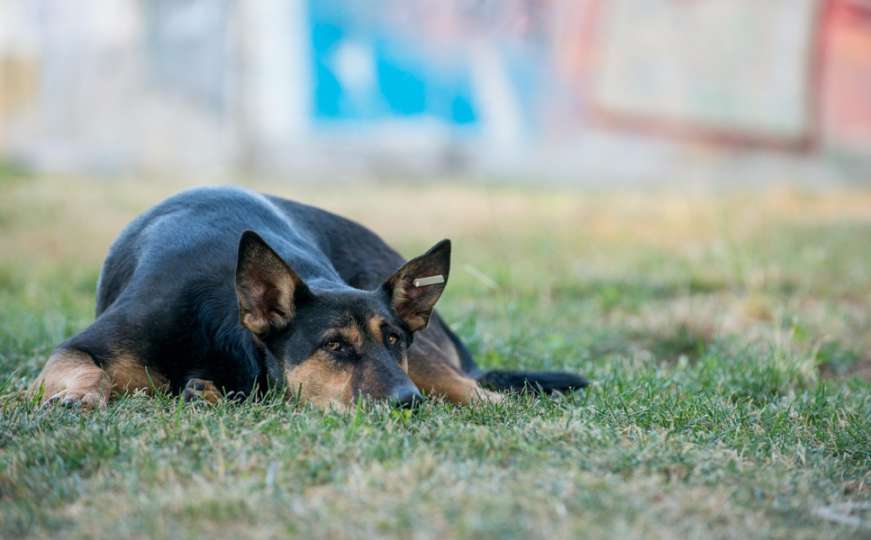 Počela revakcinacija pasa lutalica u KS-u: Bitna poruka za građane