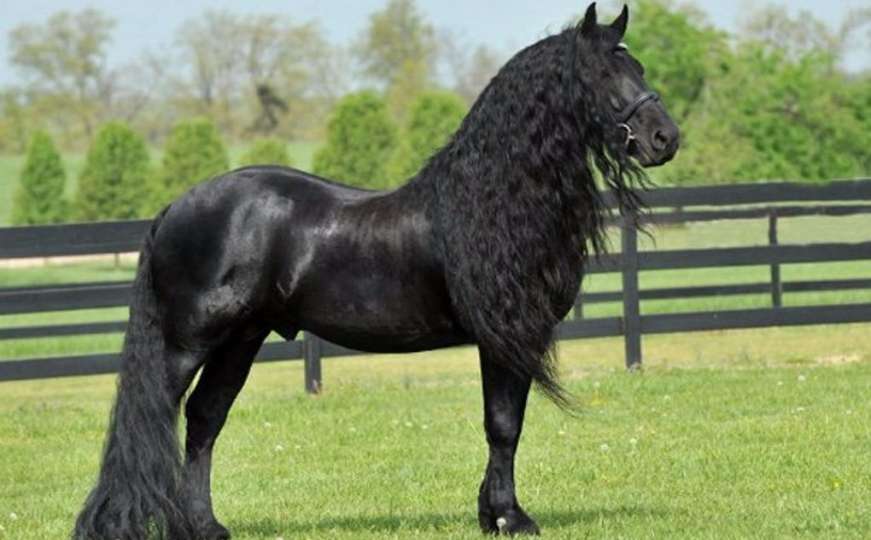 Upoznajte najljepšeg konja na svijetu