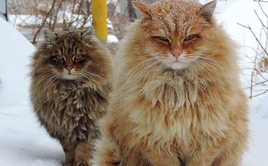 Dozvolite da vas osvoje gospođe sibirske mačke 