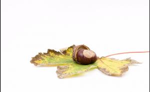 Ovaj orašasti plod štiti bubrege i sadrži vitamin C