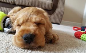 Vlasnici ljubimaca mogli bi plaćati porez na pse?