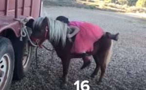 Pogledajte neodoljivu malenu kaubojku i njeno penjanje na konja