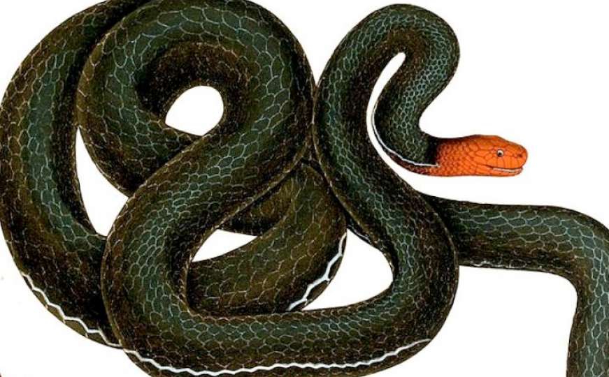 Jedna od najotrovnijih zmija na svijetu mogla bi spasiti milione ljudi