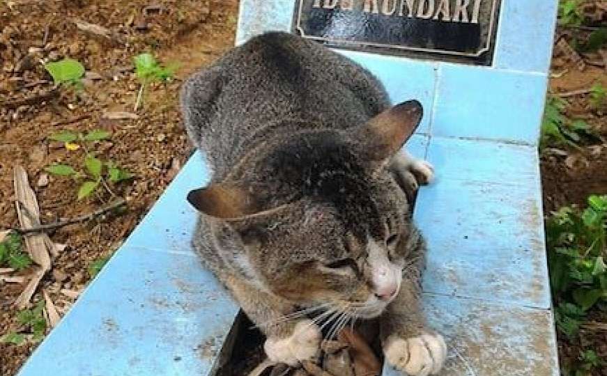 Tužna maca ne želi da se pomjeri s groba svoje preminule vlasnice