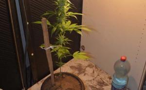 Pronađena laboratorija za vještački uzgoj indijske konoplje