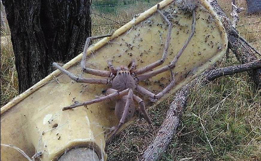 Noćna mora: Pogledajte najvećeg pauka na svijetu