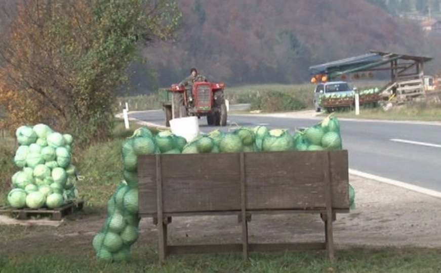 Tradicija proizvodnje kupusa u gornjovrbaskoj regiji