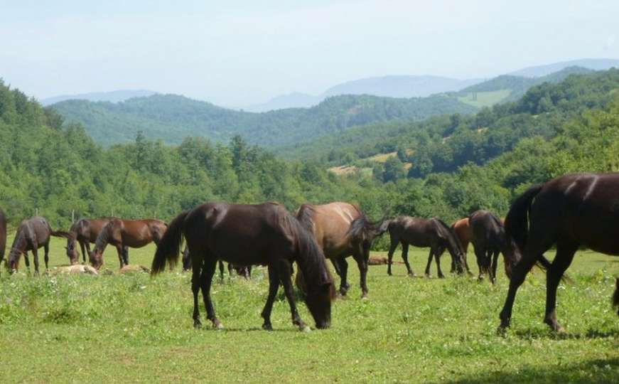 Bosanski brdski konj ekstremno ugrožen