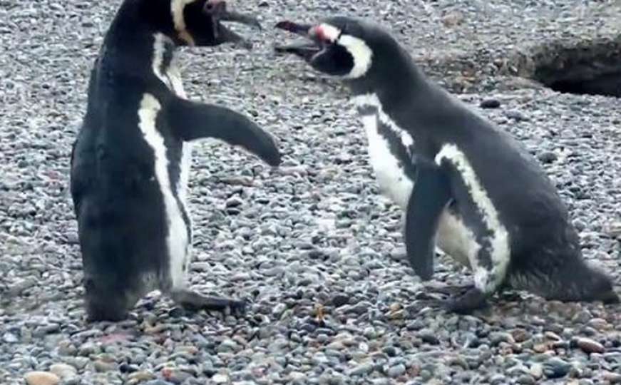 Brutalno: Pingvin uhvatio ženu s drugim, pa se potukli