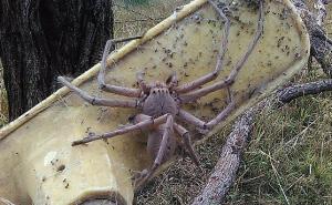 Moćna biljka! Prokuhajte je i recite zbogom paucima u stanu