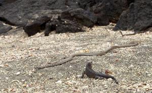 Dokumentarac šokirao gledatelje: Pogledajte borbu za život i smrt...