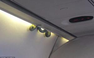 Pogledajte video: Otrovna zmija u avionu izazvala paniku među putnicima 
