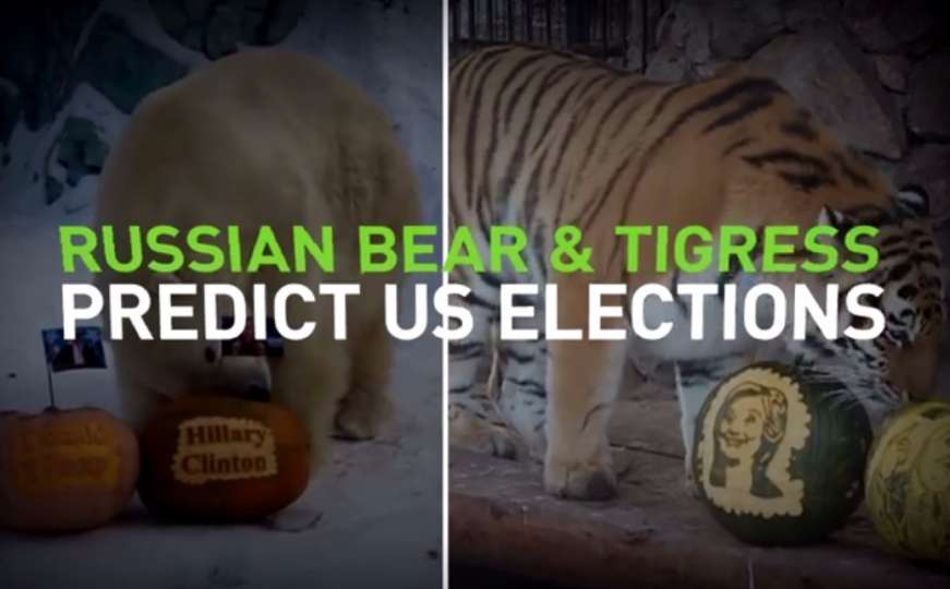 Sibirski medvjed i tigar u Rusiji "glasali": Ko pobjeđuje, Hillary ili Trump?