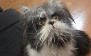 Internet ne može da se odluči da li je ovo mačka ili pas