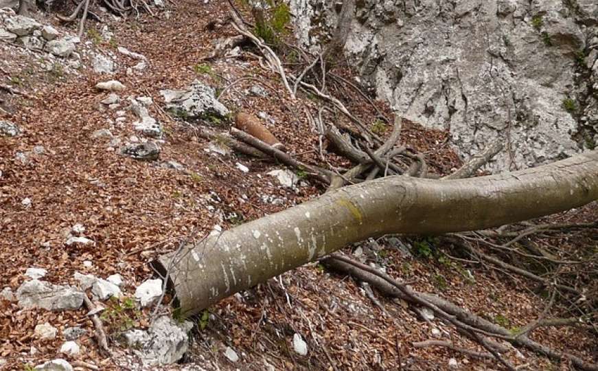 Tragedija: Stablo usmrtilo drvosječu