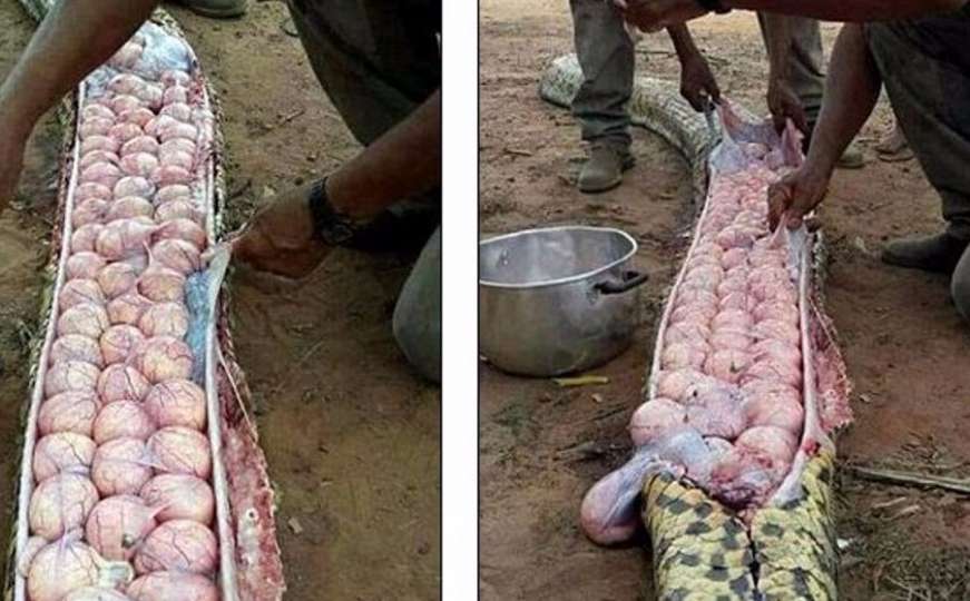 Nigerijci ubili ogromnu zmiju i u njoj pronašli mnoštvo jaja