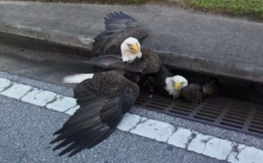 Dva bjeloglava orla zapela u kanalizacionom odvodu