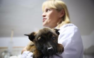 Ovaj psić će spašavati ljudske živote, evo kako izgleda njegova obuka