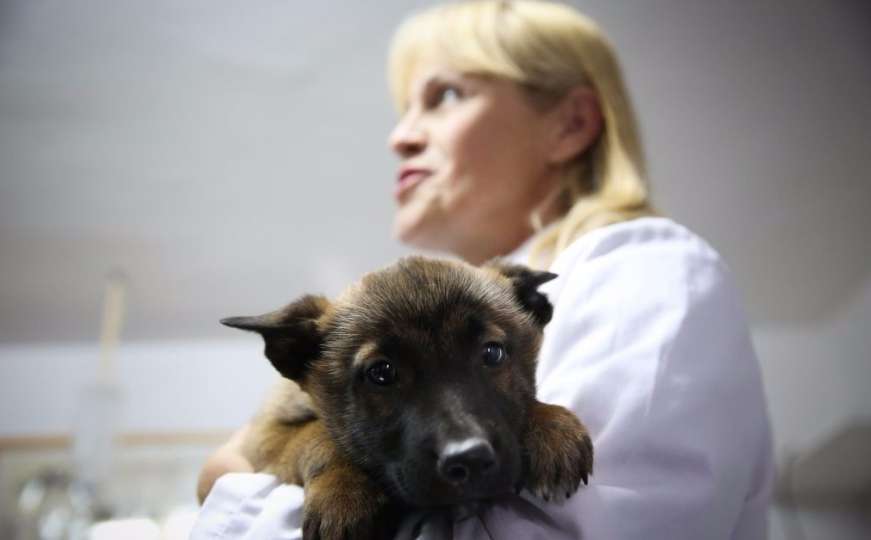 Ovaj psić će spašavati ljudske živote, evo kako izgleda njegova obuka