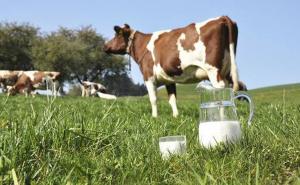 Alarmantno! Pronađena dva uzorka kancerogenog mlijeka u BiH