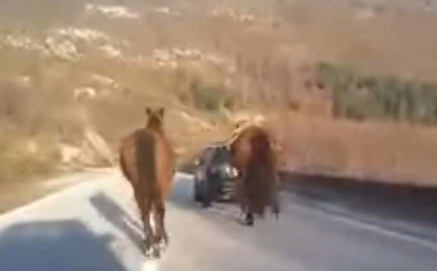Snimak zlostavljanja životinja: Golfom 'dvojkom' vuče konje