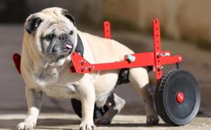 Pas koji ide na prednji pogon, a zna parkirati i u rikverc!