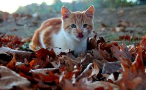 Boje jeseni i jedna razigrana maca