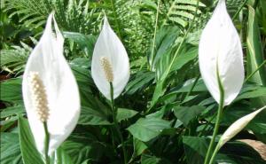 Sobna biljka koja donosi sreću i ugodna iznenađenja za žene