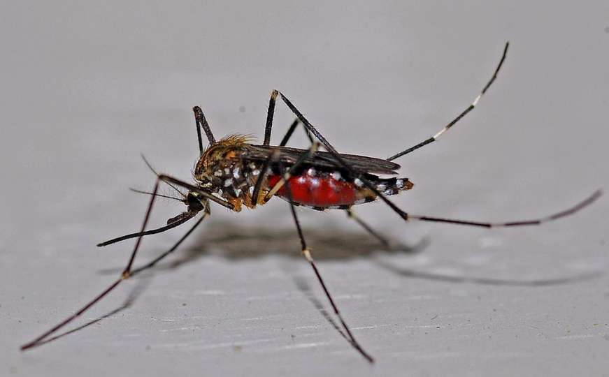 Virus Zika više nije globalna opasnost