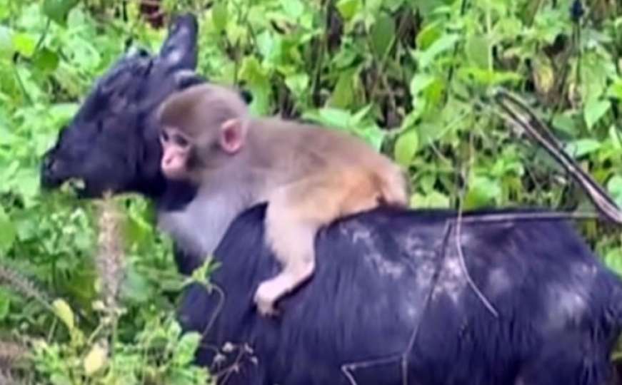 Pogledajte video: Koza 'usvojila' odbačenog majmunčića