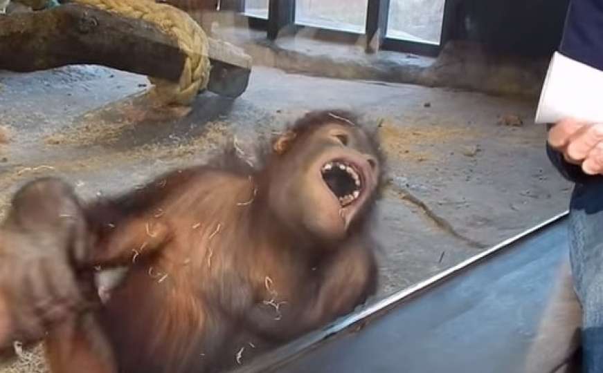 Šta se desi kad orangutan vidi mađioničarski trik