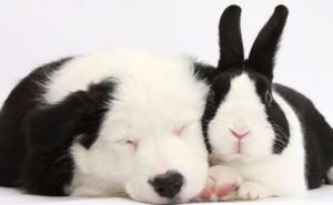 Ovakav "horoskop" još niste vidjeli: Koja ste od ovih 12 životinja?