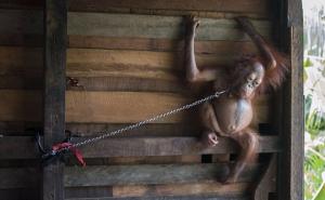 Oslobodili Boniku: Šest mjeseci bila vezana lancima 